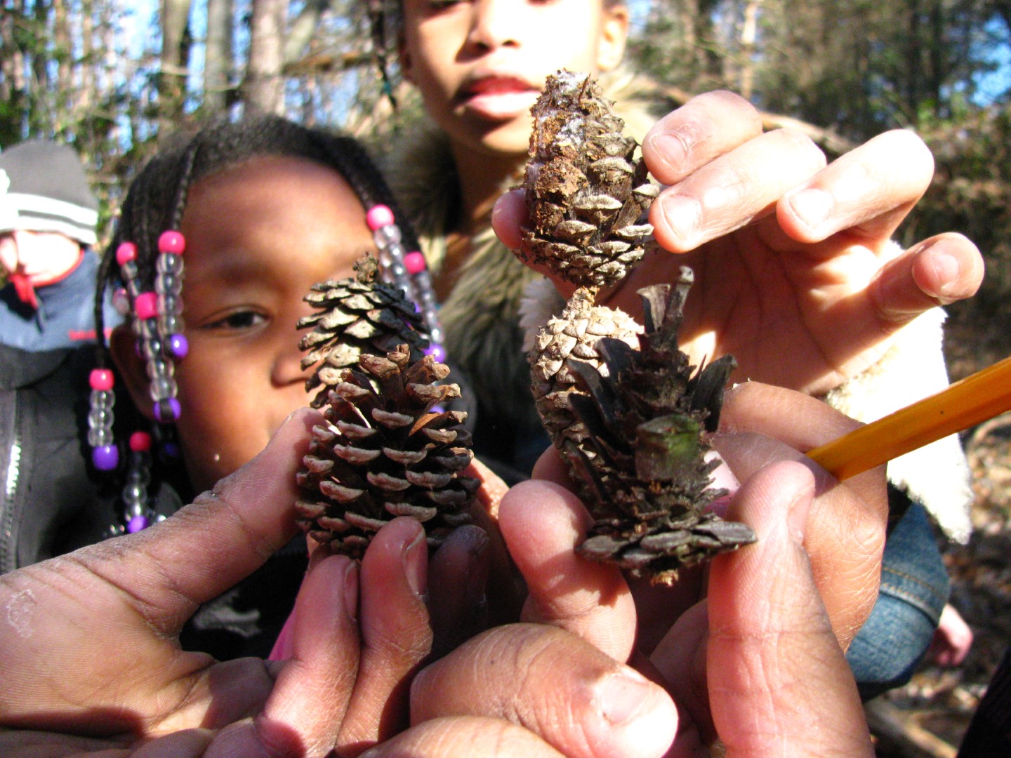 close up photo of children holding pine cones