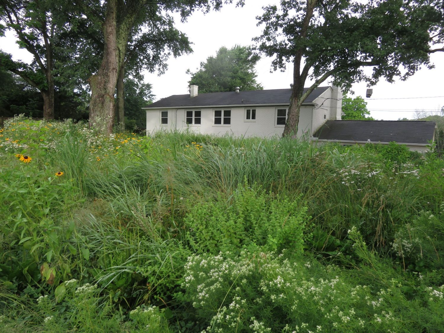 Native lawn in front of a small, white home