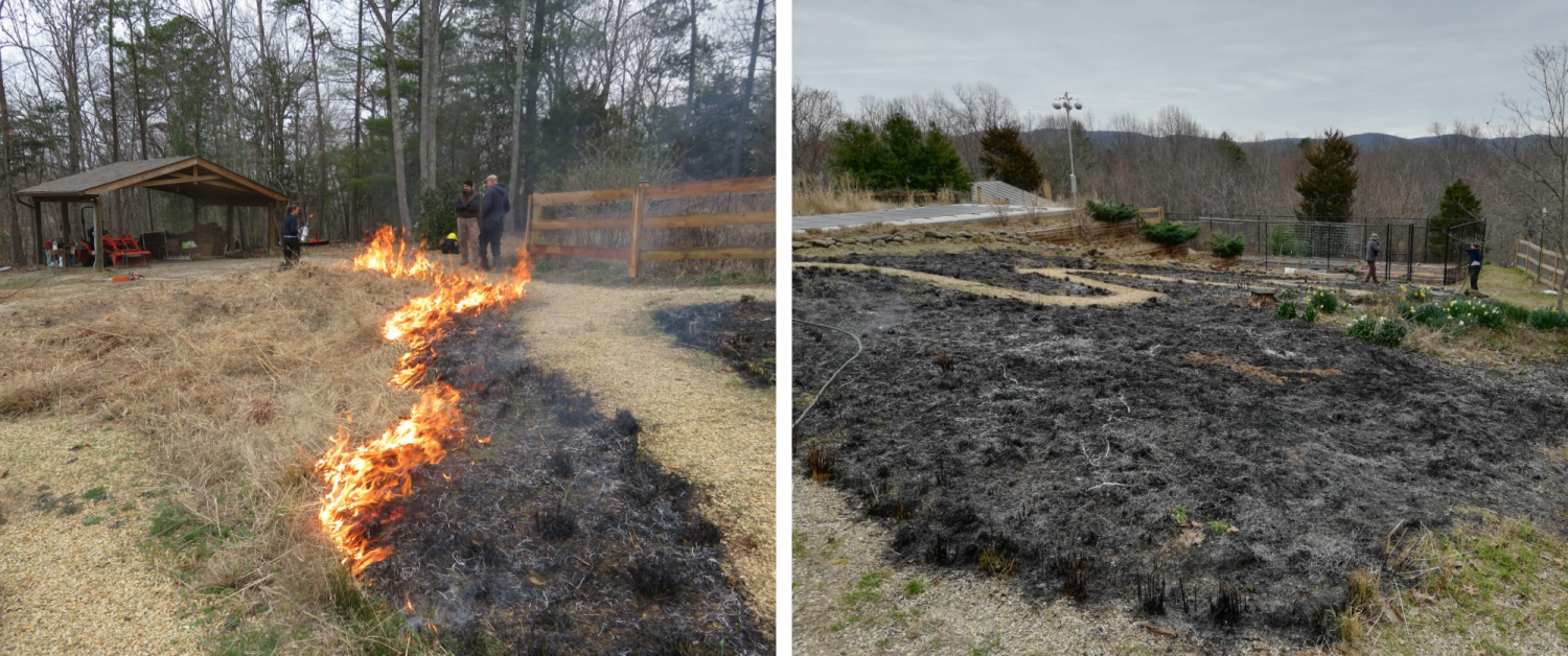 controlled burn in backyard - during the burn and after the burn