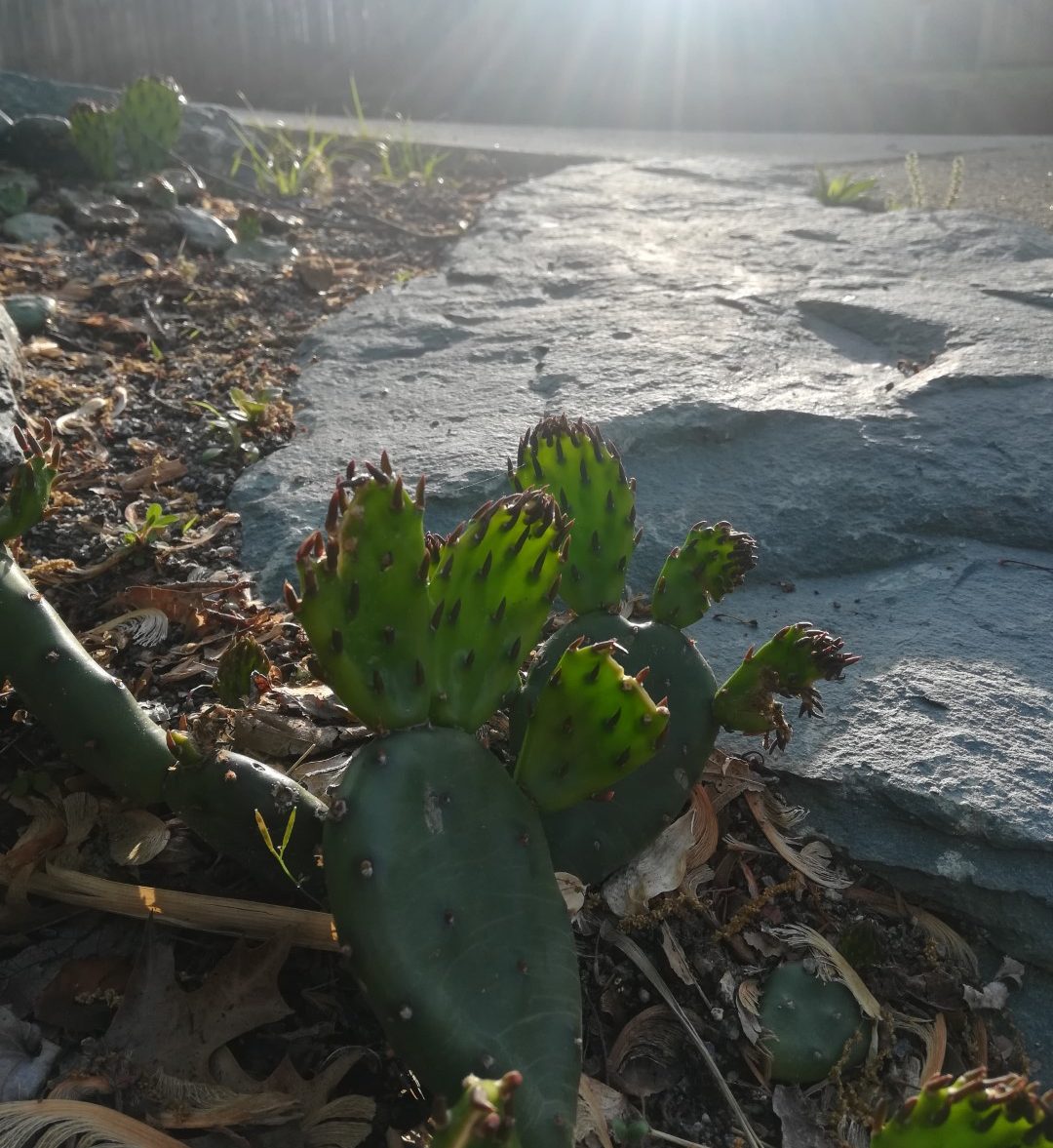 Eastern prickly pear