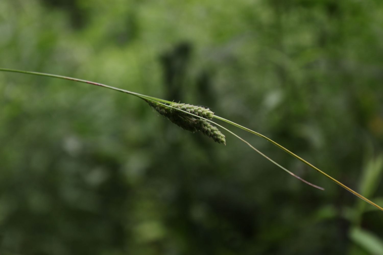 Carex swanii