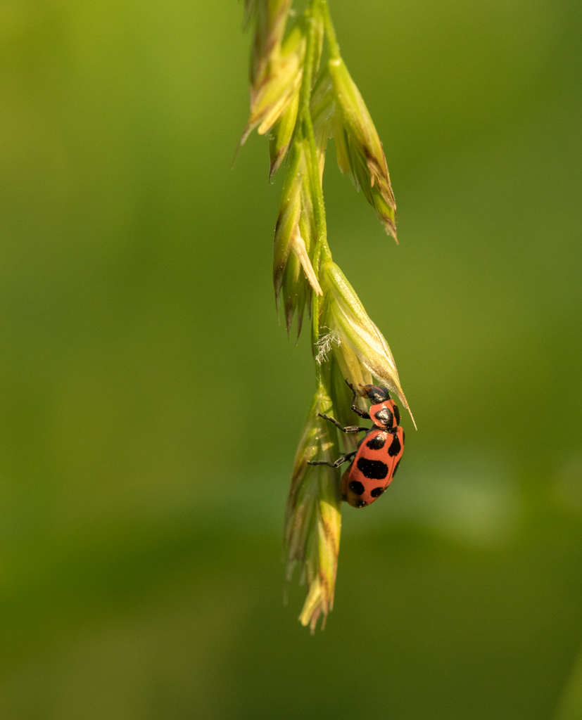 Coleomegilla maculata lengi