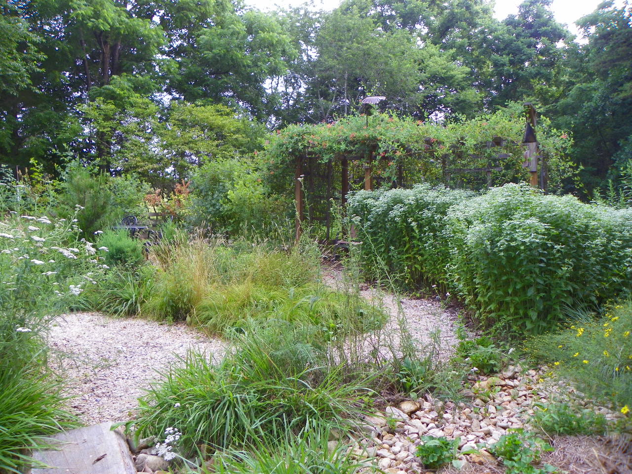 Photo of garden in July 2020