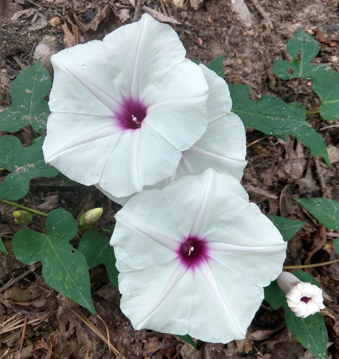 Wild potato-vine