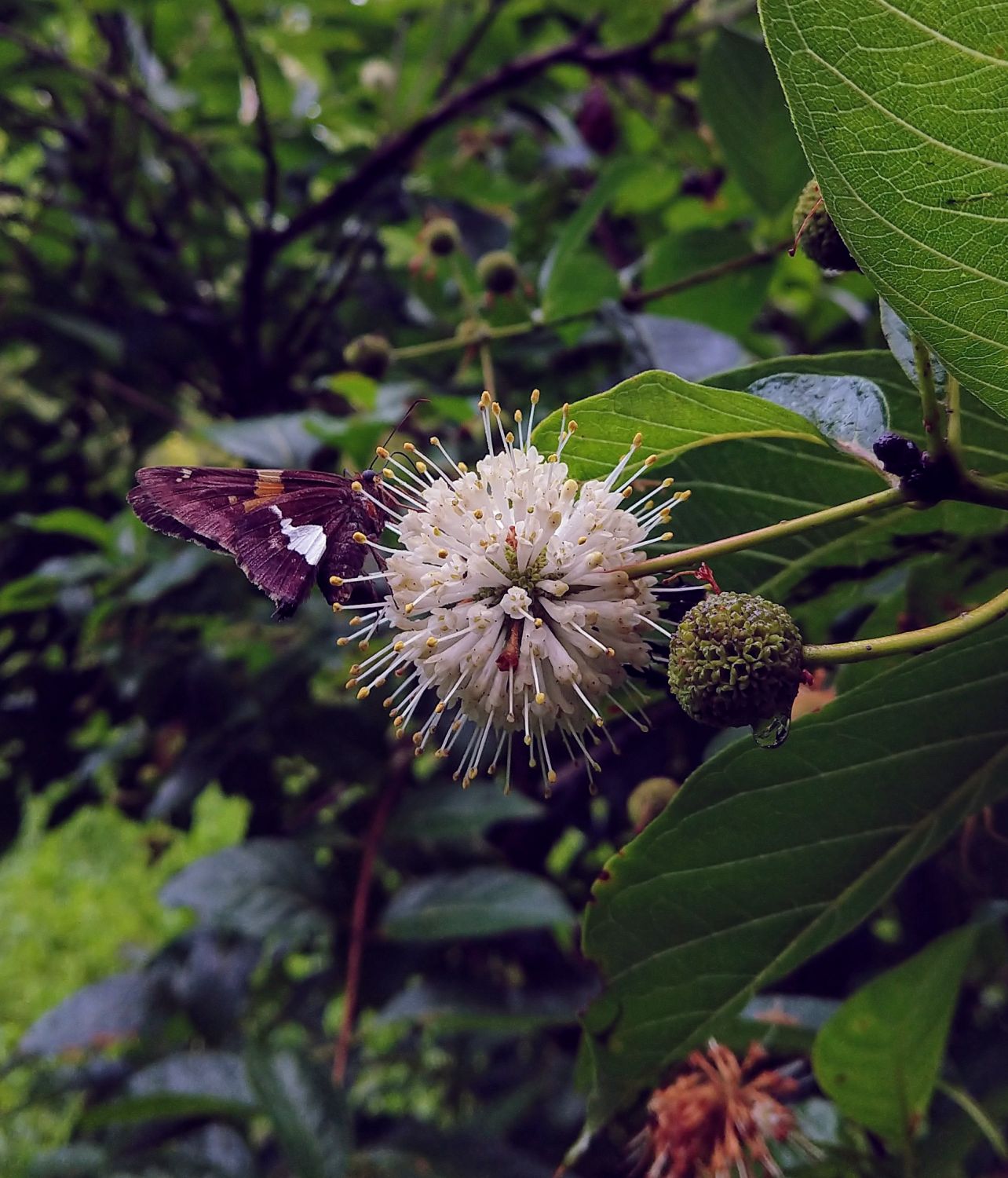 Adult silver spotted skipper (Epargyreus clarus) nectaring on the spherical flower of a buttonbush (Cephalanthus occidentalis)