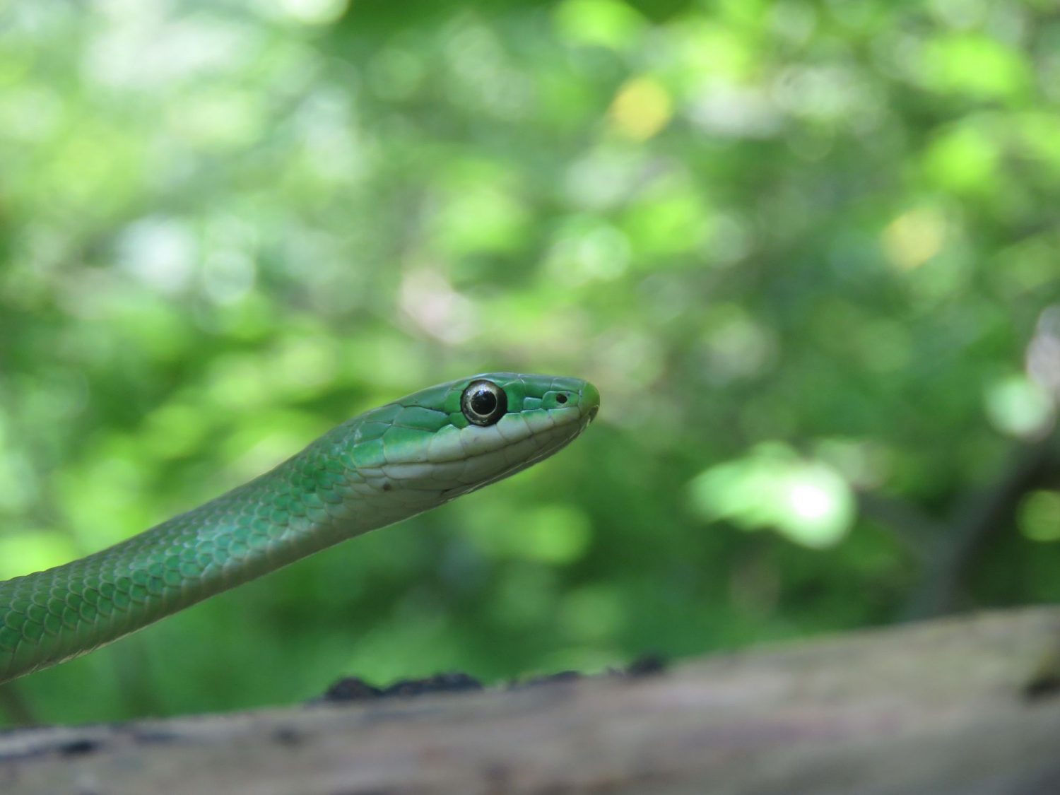 Rough green snake, closeup photo