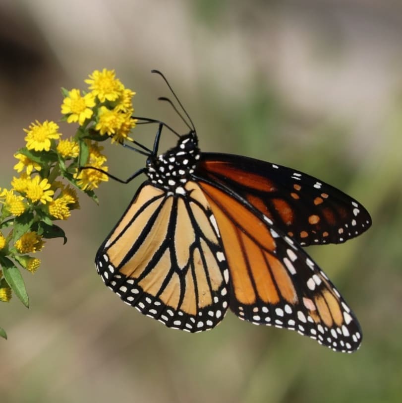 Monarch butterfly