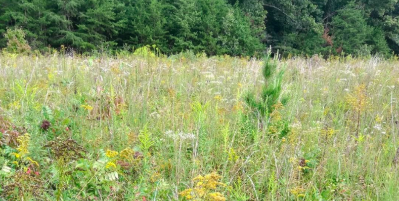 Section of a natural grassland in Albemarle County, with about 125 species in the view, and 15-20 plants per square foot.