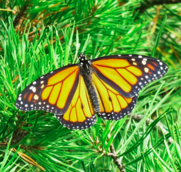 Monarch butterfly resting on a Virginia pine sapling in a Piedmont Prairie.