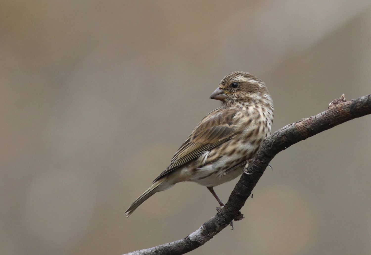 Female purple finch