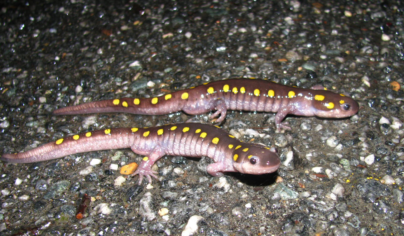 2 spotted salamanders crossing Polo Grounds Road in Charlottesville, Virginia