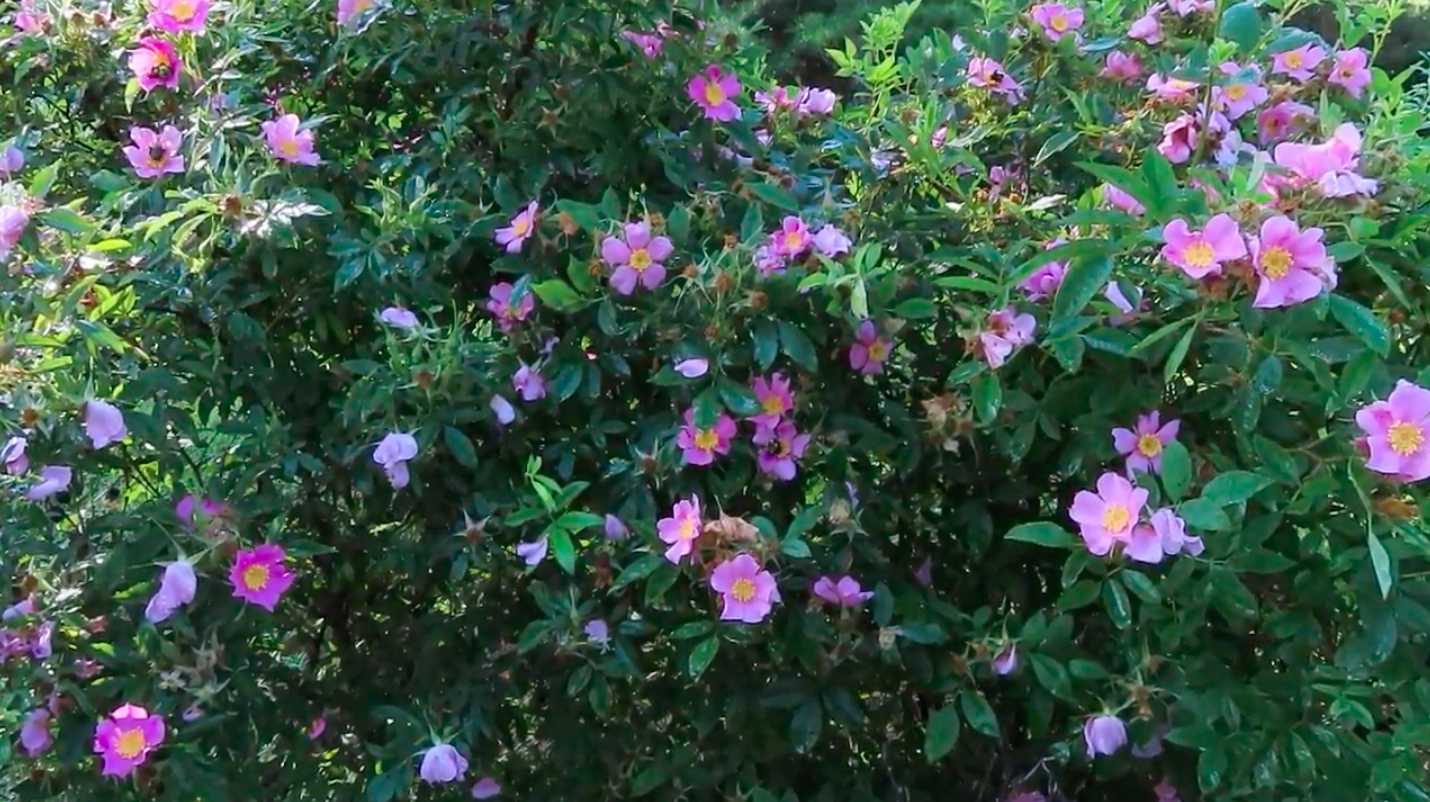 Bees landing on flowers