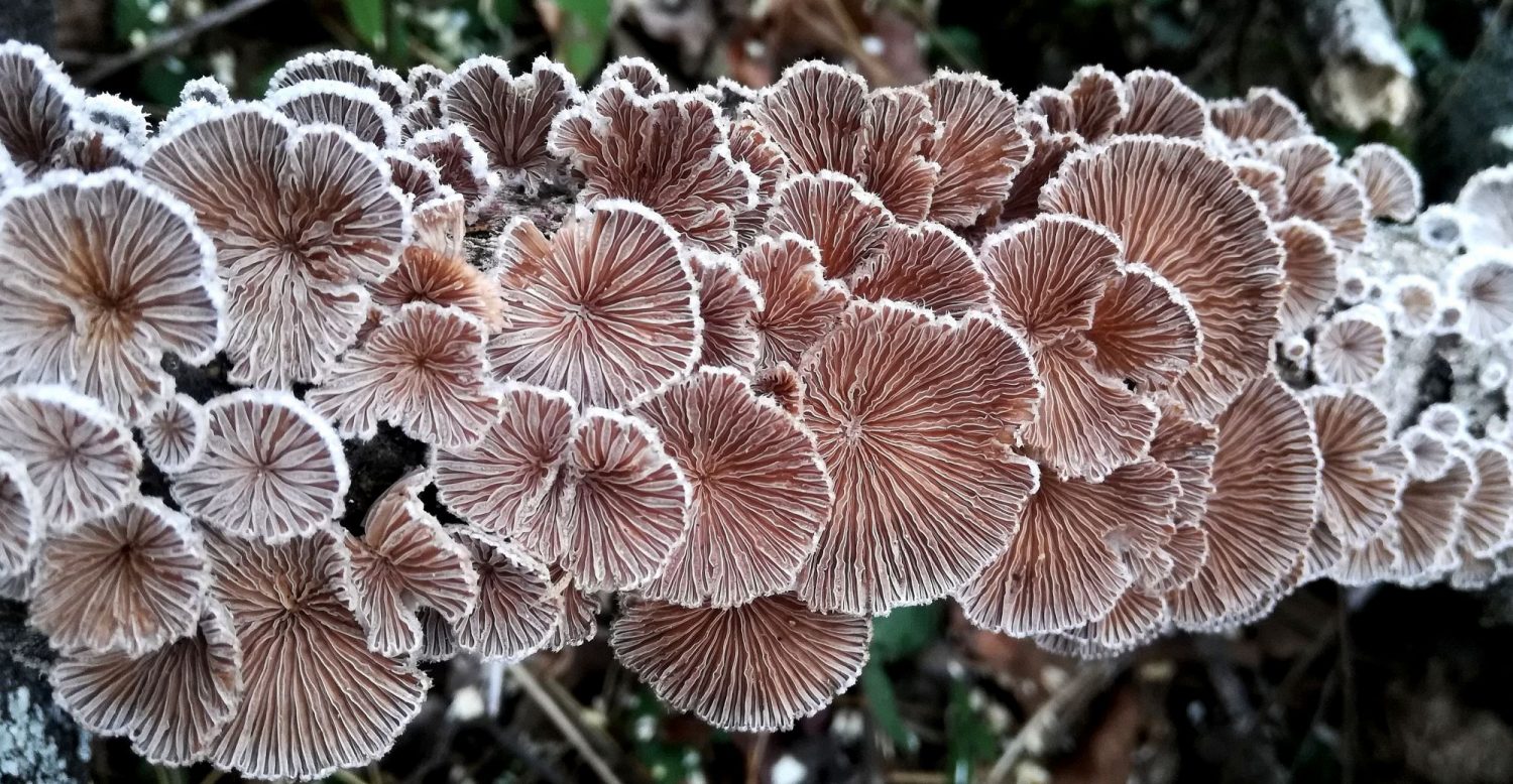 Schizophyllum commune (split-gill mushroom) from above