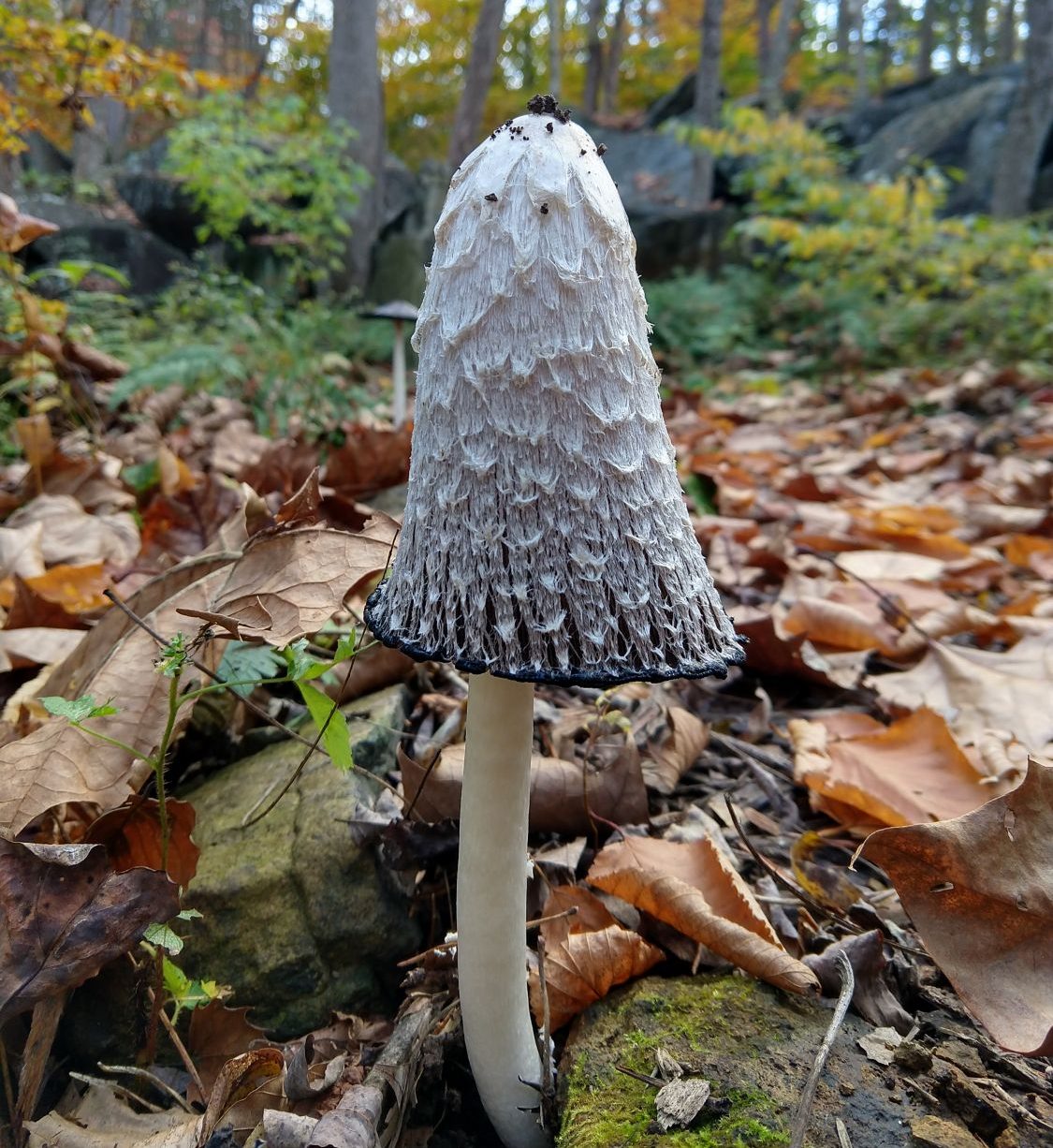 Photograph of mushroom, shaggy mane, amongst the leaves
